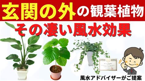 東南方風水|東南の風水と観葉植物！縁結びの運気が上がる